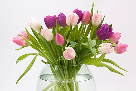 purple and white tulips on clear glass vase