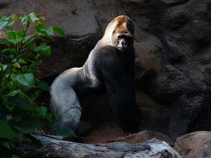 black and white silver-back gorilla