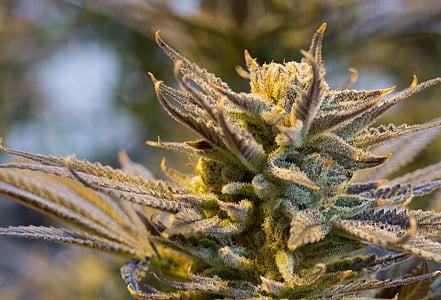 yellow and gray cannabis plant