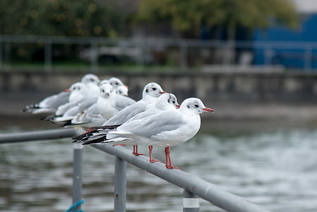white birds on metal railing
