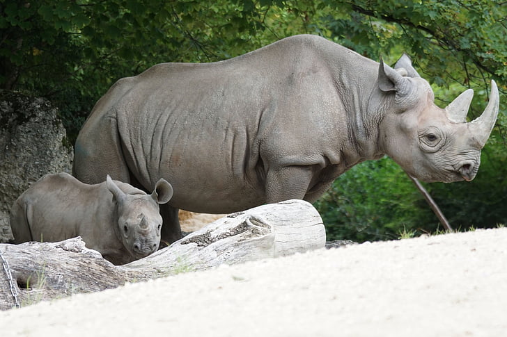 two gray rhinoceros standing near tree during daytime