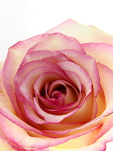 pink and beige rose