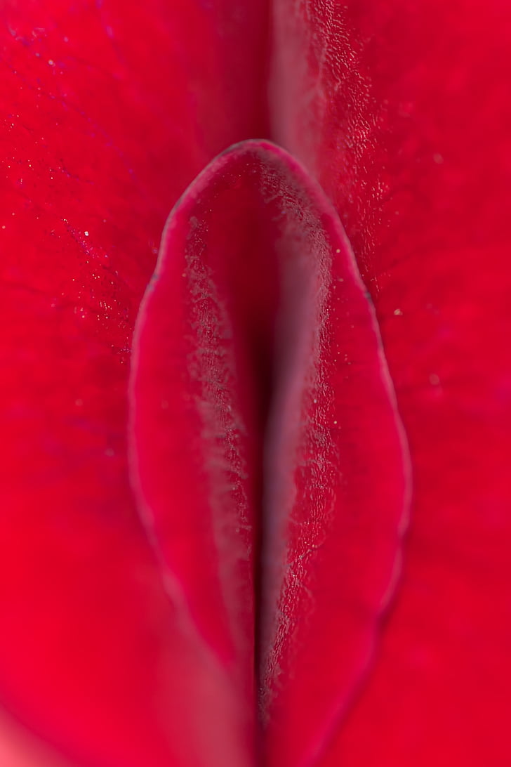 macro photography of red flower