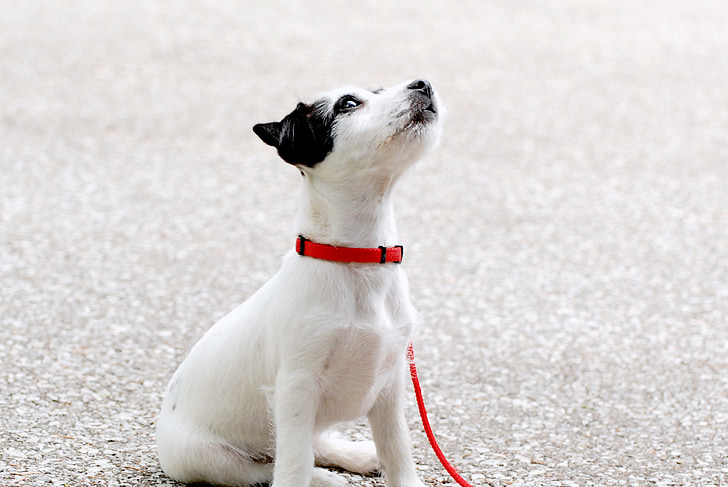 short-coated white and black puppy on gray asphalt road