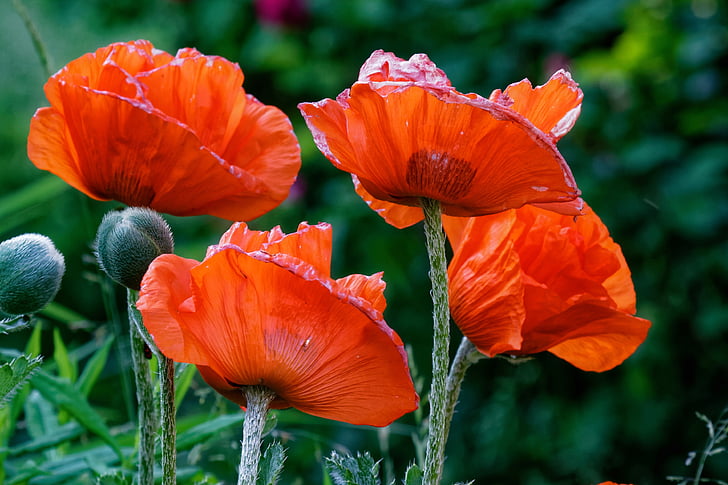close-up photography of red poppies