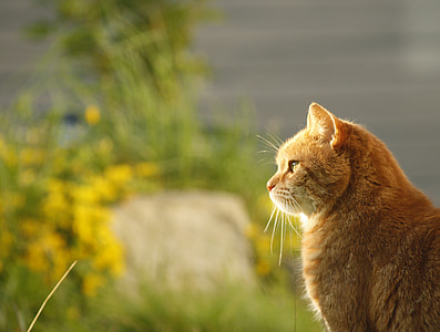 orange tabby cat facing left direction
