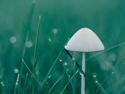 white mushroom surrounding grass