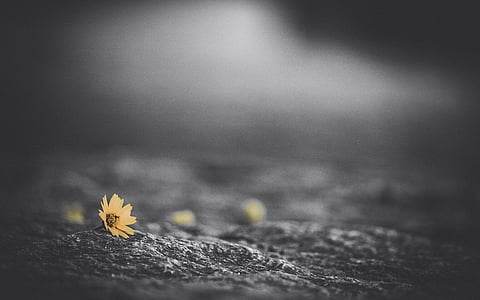 selective focus photography of yellow petaled flower on gray ground