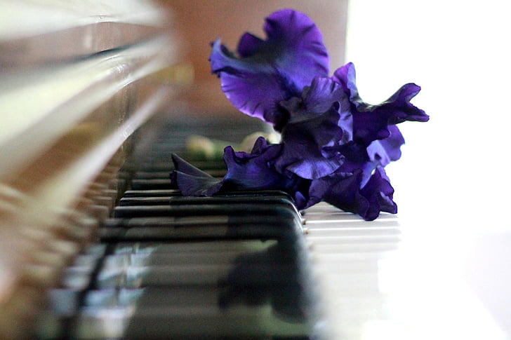 purple iris flowers on piano keys