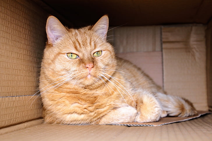 shallow focus photography of orange Tabby cat lying inside box
