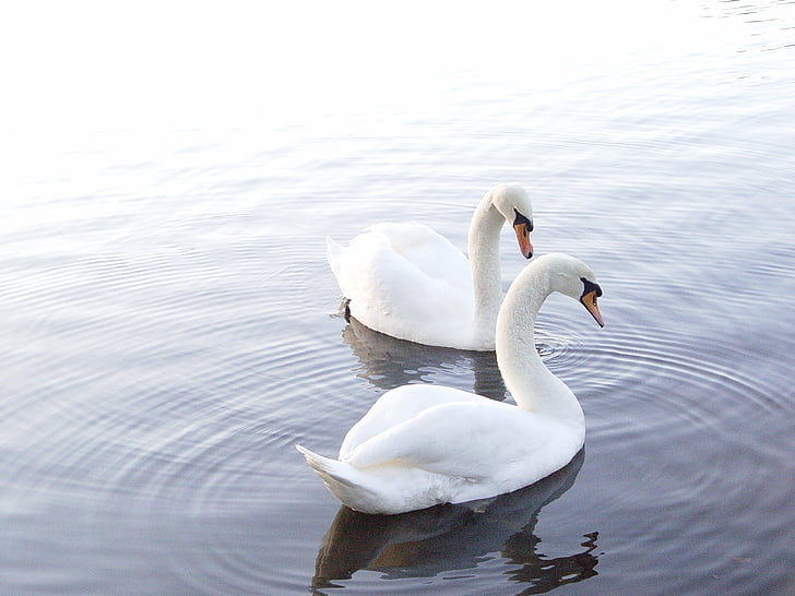 two white swans floating on body of water