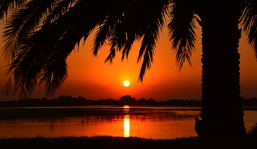 silhouette of coconut tree near body of water photo taken during sunset