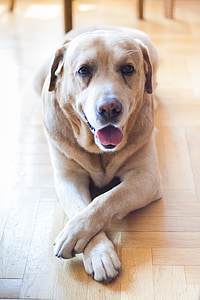 tilt shift lens photography of adult yellow Labrador retriever laying down on brown wooden flooring
