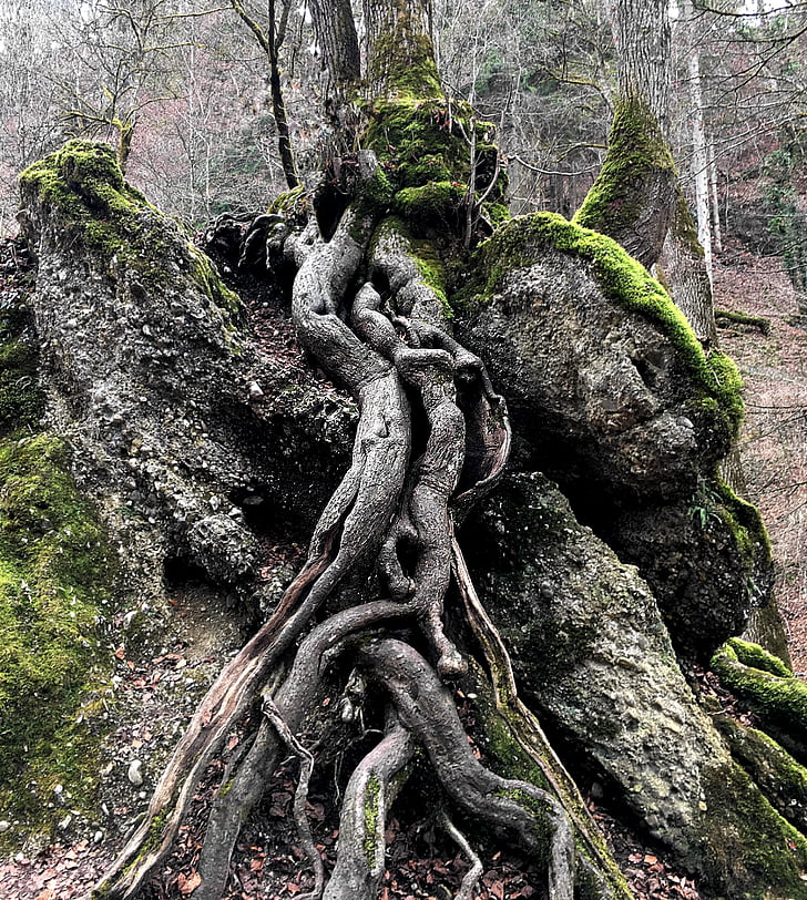 close view of tree roots