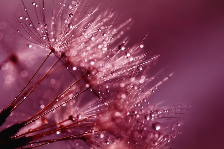 close up photo of dandelion with water drops