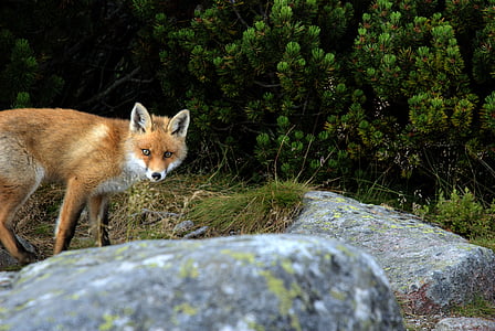 tan fox near rock