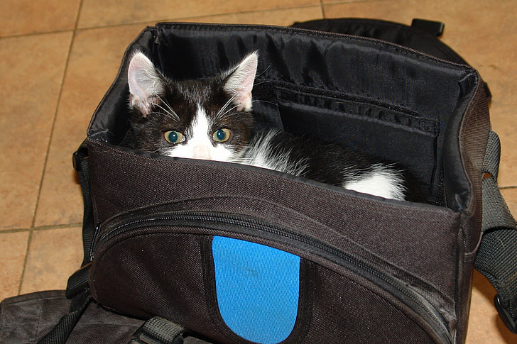 black and white kitten in bag