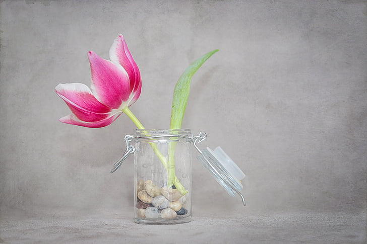 pink flower on clear glass vase