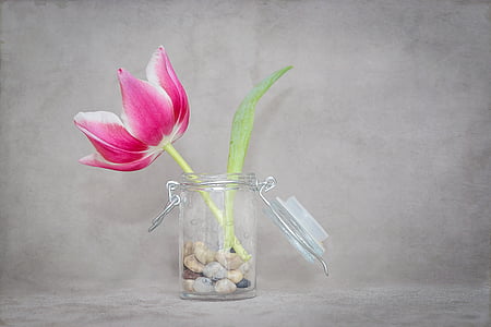 pink flower on clear glass vase