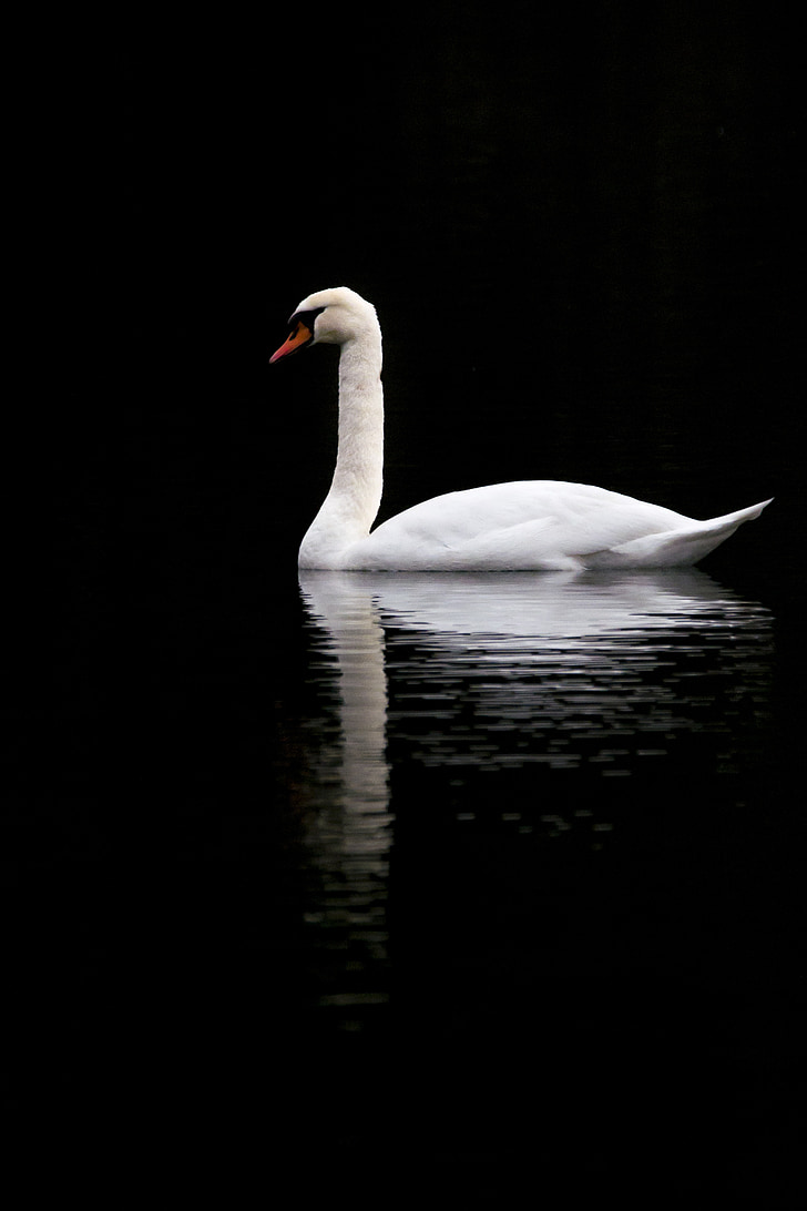 white goose on calm water