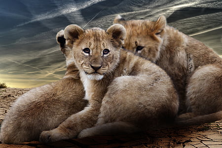 three lion cubs on deserted land