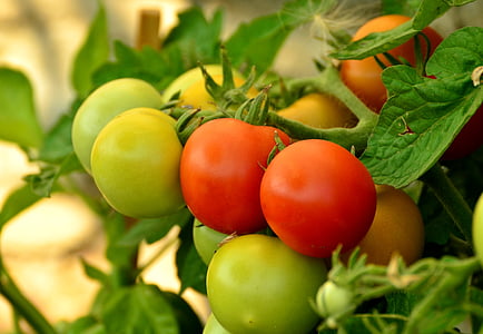 selective focus photography of tomatoes