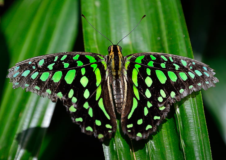 green and black butterfly on green leaf in closeup shot