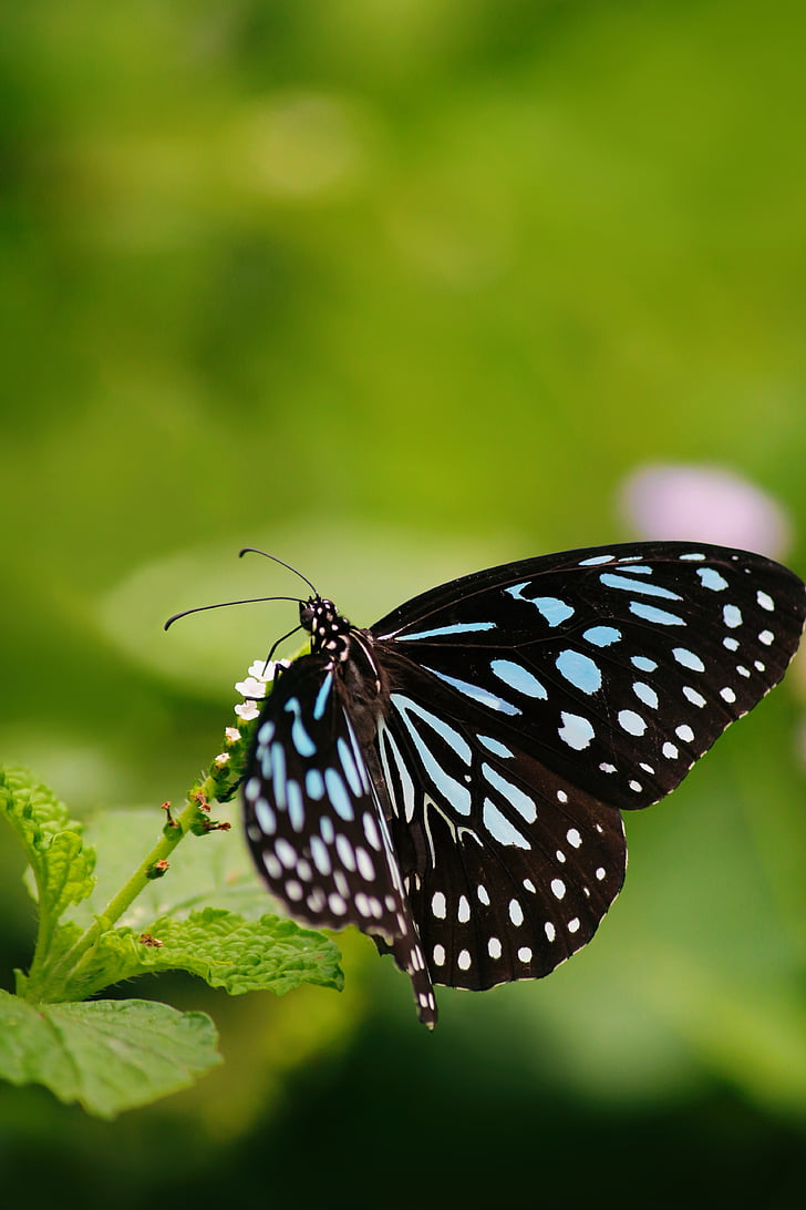 close up photo of white and black butterfly during daytime