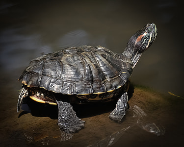 selective focus photography of black tortoise