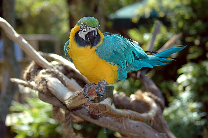 yellow and blue small beaked bird on tree