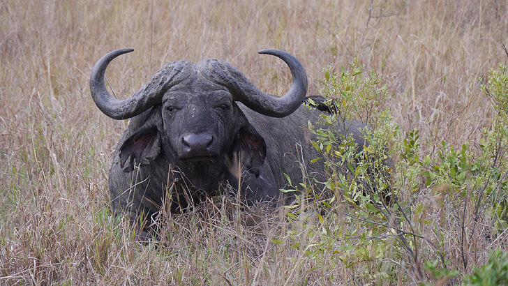 photo of black water buffalo on grass