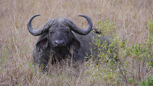 photo of black water buffalo on grass