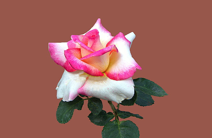 photo of red and white rose