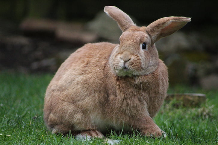 brown rabbit on green lawn