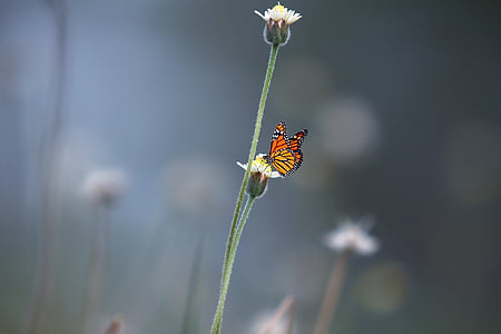 orange and black butterfly perching on white flower during daytime