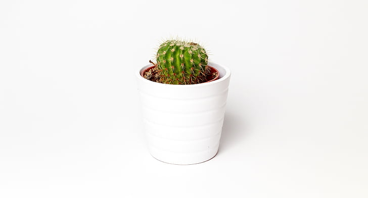 cactus plant in white vase