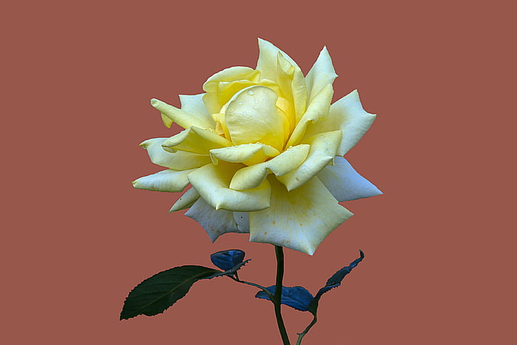 yellow and white rose flower