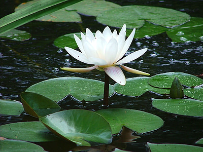 close up photo of lotus flower