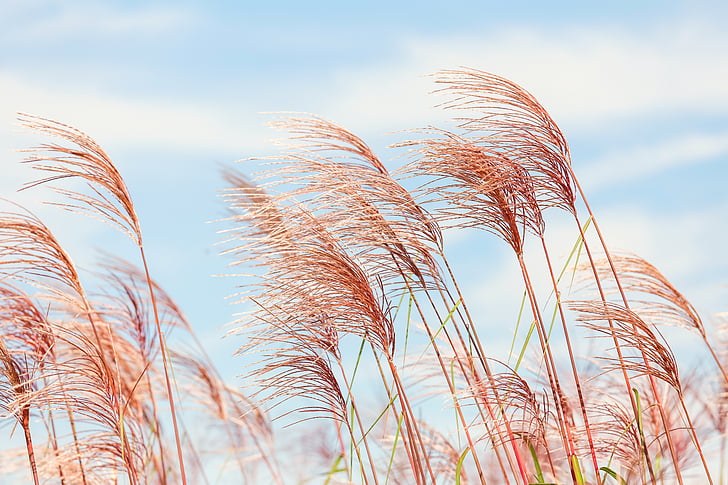 low angle photography of brown grass