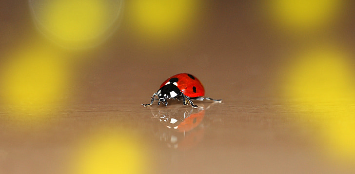 close up photo of ladybug