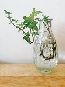 green leafed plant in vase
