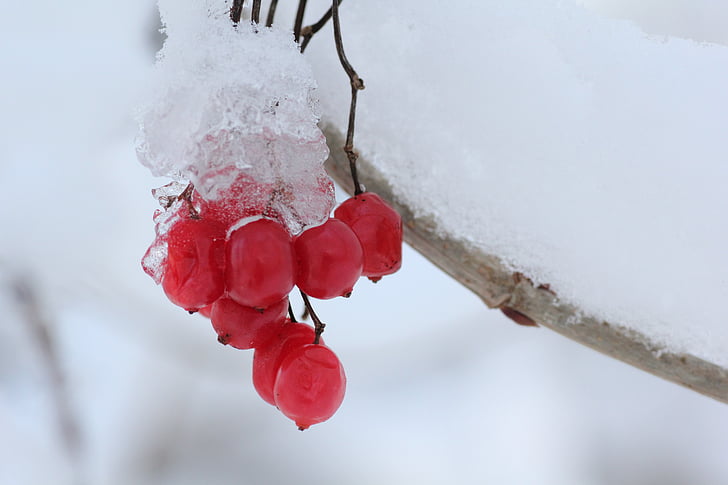 frozen cherries on brang