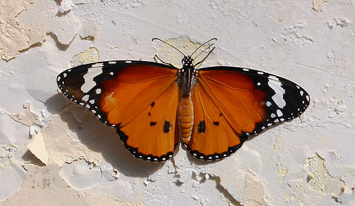 vanessa atalanta butterfly on white wall