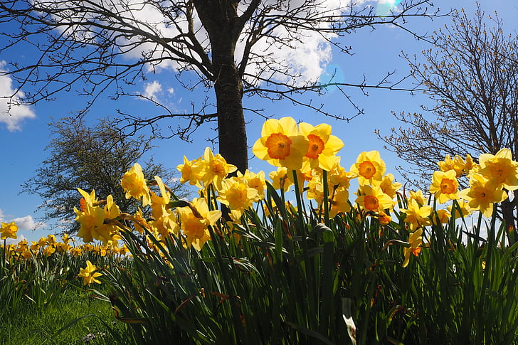 yellow-and-orange narcissus flower field under blue sky during daytime