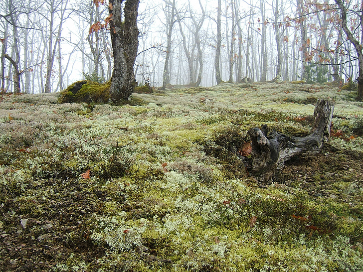 moss under leafless trees