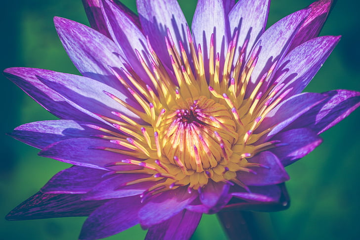 close up photography of purple and yellow petaled flower