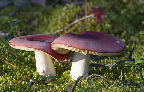 red-and-white mushrooms