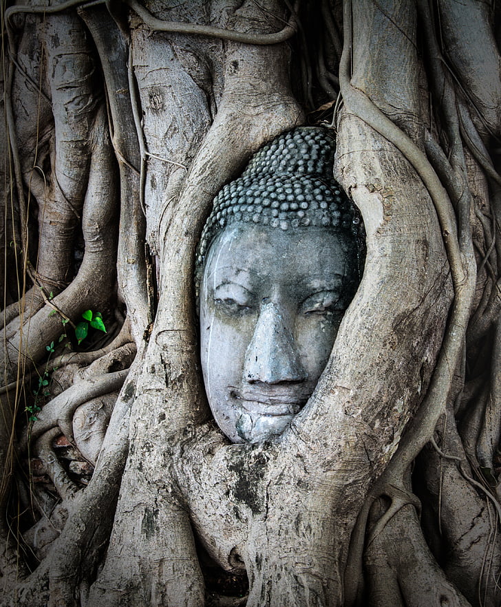 gray Gautama figure covered with tree