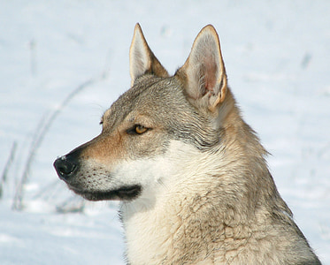 gray and white snow wolf during daytime