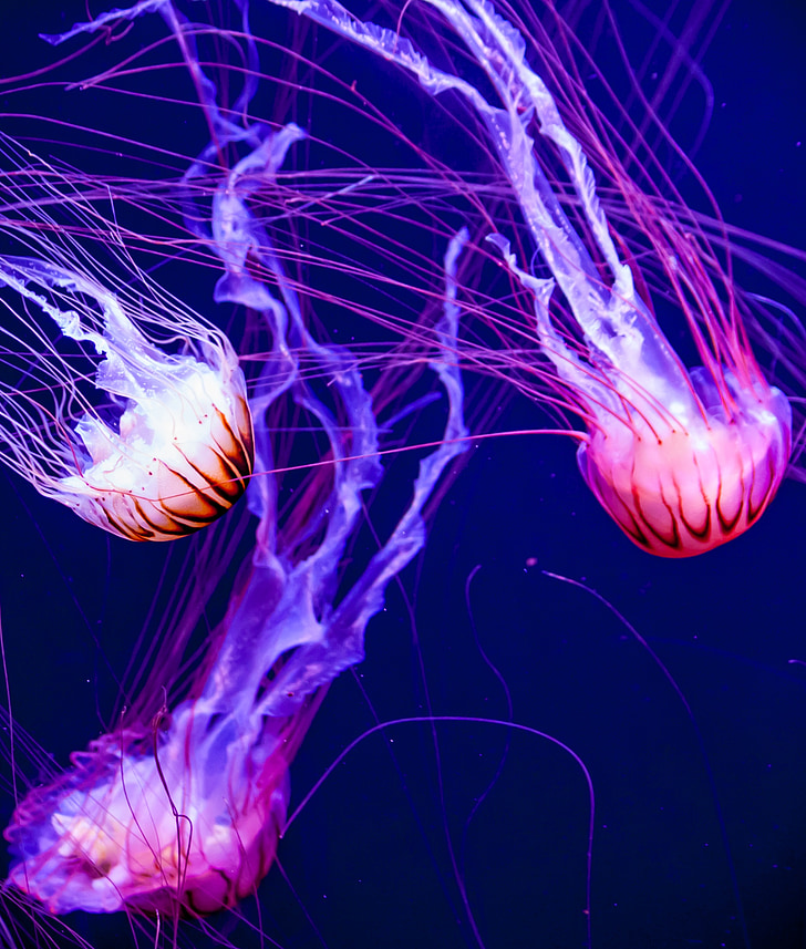 three jellyfishes closeup photo